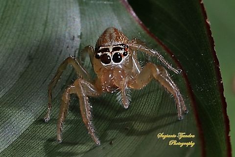 Jumping Spider, Telamonia festiva, Salticidae  Geotagged,Indonesia,Spring,Telamonia festiva