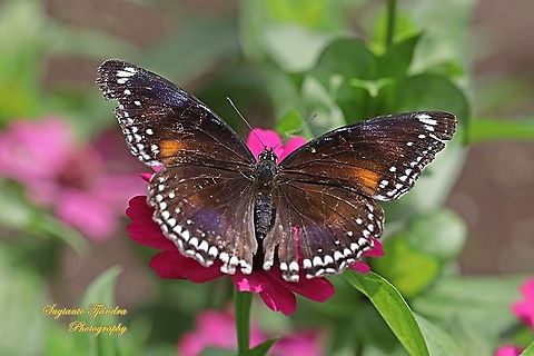 Jacintha Eggfly, Hypolimnas bolina jacintha - upperside, female "sucking nectar on the Zinnia flower"  Geotagged,Great eggfly,Hypolimnas bolina,Indonesia,Spring