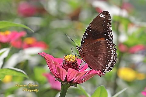 Jacintha Eggfly, Hypolimnas bolina jacintha - lowerside, female "sucking nectar on the Zinnia flower"  Geotagged,Great eggfly,Hypolimnas bolina,Indonesia,Spring