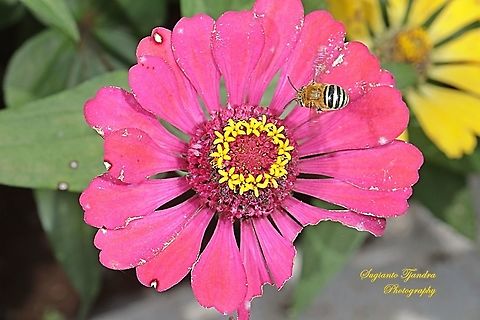 Blue Banded Bee, Amegilla Zonata, Amegilla Sp - hovering on the Zinnia flower  Amegilla zonata,Geotagged,Indonesia,Spring