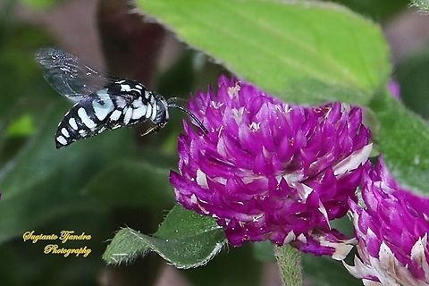 Neon cuckoo bee, Thyreus nitidulus looking for nectar on the Globe amaranth flower, Gomphrena Globosa  Geotagged,Indonesia,Neon cuckoo bee,Spring,Thyreus nitidulus