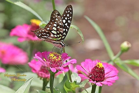 The Tailed Jay Butterfly, Graphium agamemnon - "sucking nectar on the Zinnia flower"  Geotagged,Graphium agamemnon,Indonesia,Spring,Tailed Jay