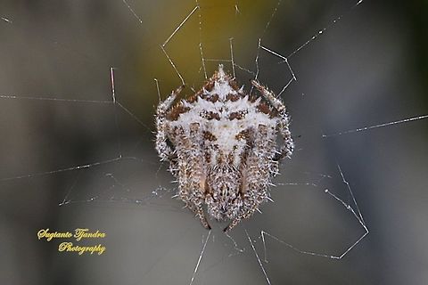 Orb-weaver Spider, Eriovixia laglaizei  Eriovixia laglaizei,Geotagged,Indonesia,Spring