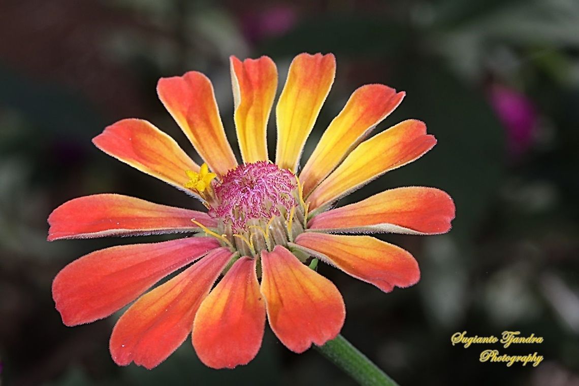 Zinnia flower  Geotagged,Indonesia,Spring