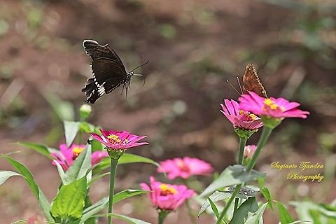 Common Mormon Butterfly, Papilio polytes javanus - Male "flying over the Zinnia flower"  Common Mormon,Geotagged,Indonesia,Papilio polytes,Spring