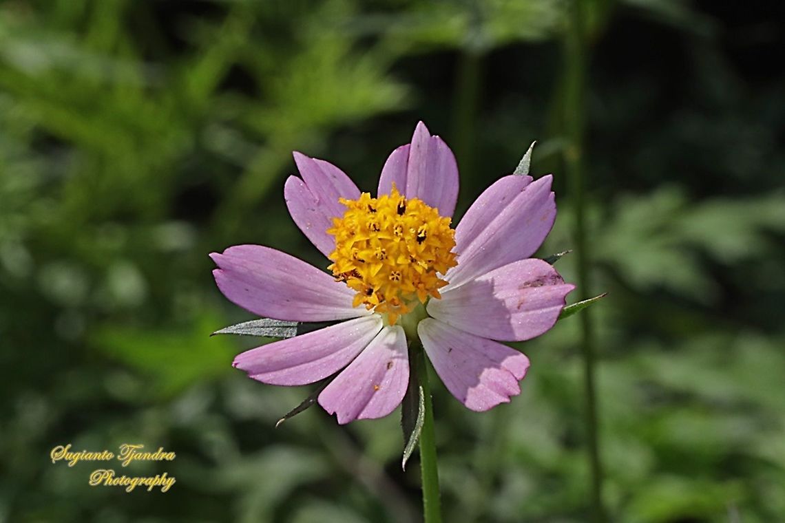 Bunga Kenikir Ungu (Cosmos caudatus)  Cosmos caudatus,Geotagged,Indonesia,Kenikir,Spring