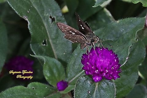 Skipper Butterfly, The Bright Long-spot Flitter, Isma damocles sucking nectar on the Globe amaranth flower, Gomphrena Globosa  Geotagged,Indonesia,Isma damocles,Spring
