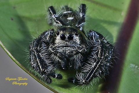 Jumping Spider, Hyllus diardi, Salticidae - Male  Geotagged,Hyllus diardi,Indonesia,Spring