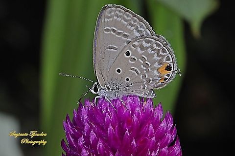 Cycad Blue Butterfly, Chilades pandava pandava sucking nectar on the Globe amaranth flower, Gomphrena Globosa  Chilades pandava,Geotagged,Indonesia,Plains Cupid,Spring