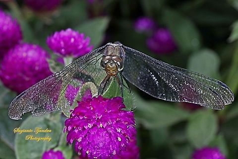 The crimson marsh glider, Trithemis aurora - female  Crimson Marsh Glider,Geotagged,Indonesia,Spring,Trithemis aurora