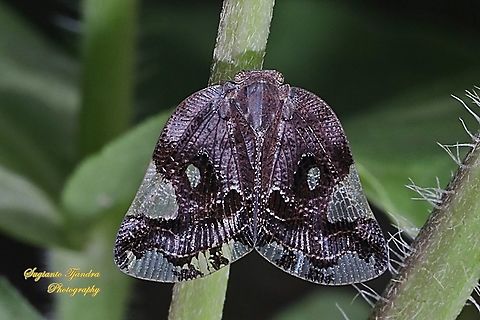 Ricaniid Planthopper, Ricania speculum, Ricaniidae  Geotagged,Indonesia,Ricania speculum,Ricaniid Planthopper,Spring