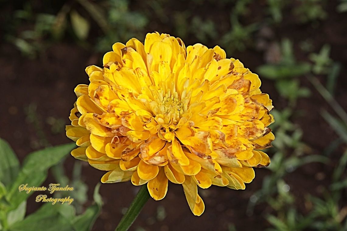 Yellow Zinnia flower  Geotagged,Indonesia,Spring