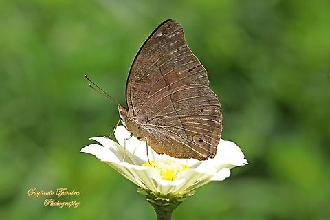 Autumn leaf butterfly, Doleschallia bisaltide - "sucking nectar on the Zinnia flower"  Autumn leaf,Doleschallia bisaltide,Geotagged,Indonesia,Spring
