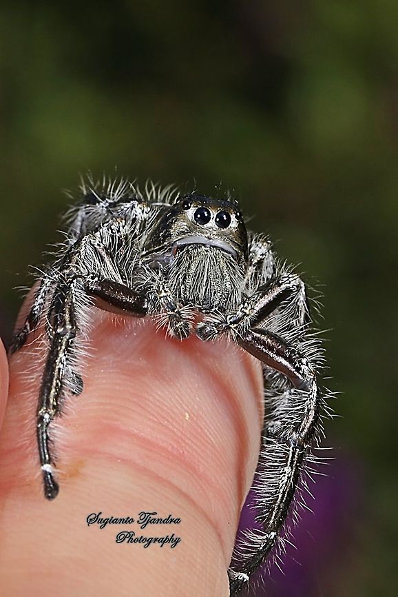 Jumping Spider, Hyllus diardi, Salticidae - Male  Geotagged,Hyllus diardi,Indonesia,Spring