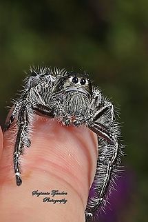 Jumping Spider, Hyllus diardi, Salticidae - Male  Geotagged,Hyllus diardi,Indonesia,Spring
