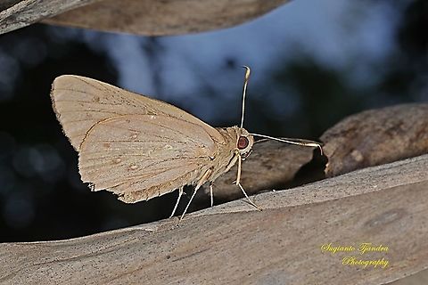 The Red-Eyed Skipper Butterfly, Hidari irava  Coconut Skipper,Geotagged,Hidari irava,Indonesia,Spring