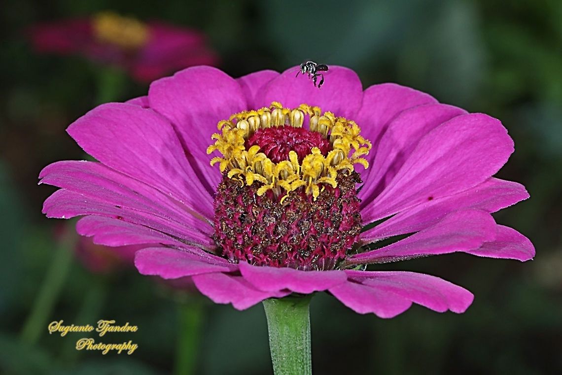 Stingless honey bee, Meliponini "looking for nectar on the Zinnia flower"  Geotagged,Indonesia,Spring