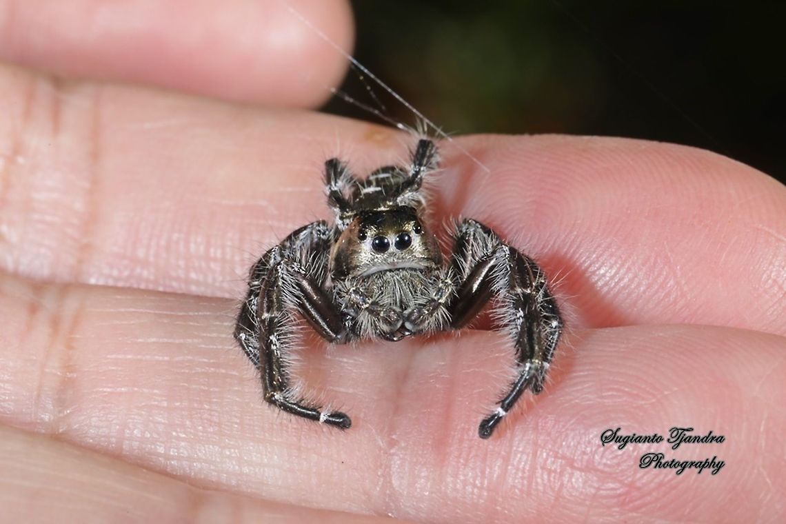 Jumping Spider, Hyllus diardi, Salticidae - Male  Geotagged,Hyllus diardi,Indonesia,Spring