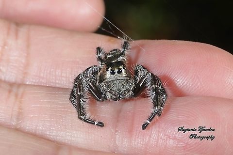 Jumping Spider, Hyllus diardi, Salticidae - Male  Geotagged,Hyllus diardi,Indonesia,Spring