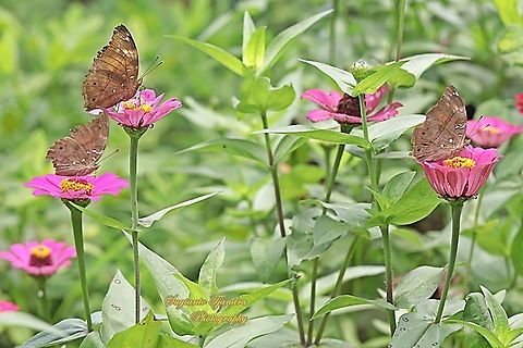 Autumn leaf butterflies, Doleschallia bisaltide - "sucking nectar on the Zinnia flower"  Autumn leaf,Doleschallia bisaltide,Geotagged,Indonesia,Spring
