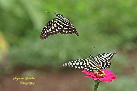 A pair of the Tailed Jay Butterfly, Graphium agamemnon - "flying over the Zinnia flower"  Geotagged,Graphium agamemnon,Indonesia,Spring,Tailed Jay