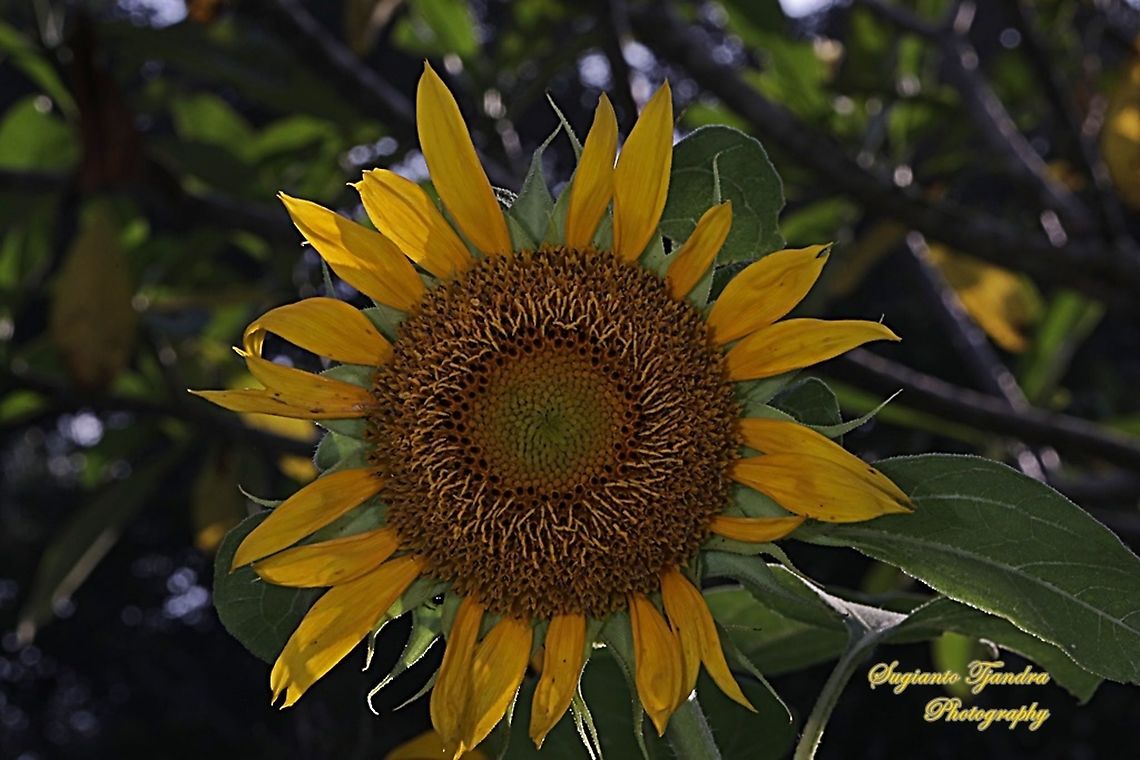 Common Sunflower, Helianthus annuus  Common sunflower,Geotagged,Helianthus annuus,Indonesia,Spring