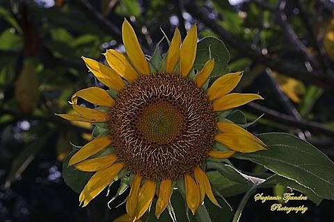 Common Sunflower, Helianthus annuus  Common sunflower,Geotagged,Helianthus annuus,Indonesia,Spring