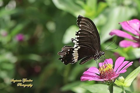 Common Mormon Butterfly, Papilio polytes javanus - Male "sucking nectar on the Zinnia flower"  Common Mormon,Geotagged,Indonesia,Papilio polytes,Spring