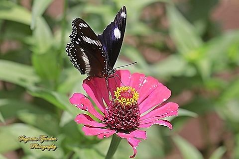 Great eggfly, Hypolimnas bolina bolina - male "sucking nectar on the Zinnia flower"  Geotagged,Great eggfly,Hypolimnas bolina,Indonesia,Spring
