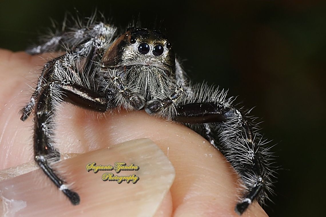 Jumping Spider, Hyllus diardi, Salticidae - Male  Geotagged,Hyllus diardi,Indonesia,Spring