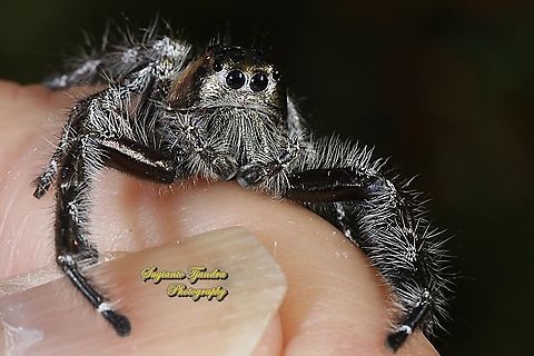 Jumping Spider, Hyllus diardi, Salticidae - Male  Geotagged,Hyllus diardi,Indonesia,Spring