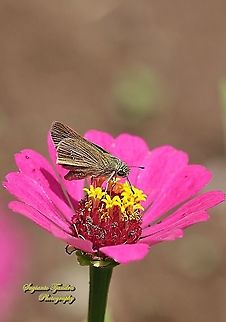 Skipper Butterfly, small branded swift (Pelopidas agna) "sucking nectar on the Zinnia flower"  Dark branded swift,Geotagged,Indonesia,Pelopidas agna,Spring