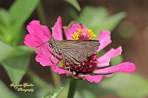 Palm Bob Skipper butterfly (Suastus gremius gremius)  Geotagged,Indonesia,Palm Bob,Spring,Suastus gremius