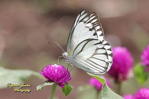 Striped Albatross Butterfly, Appias olferna olferna - male "sucking nectar on the Globe amaranth flower, Gomphrena Globosa"  Appias olferna,Eastern striped albatross,Geotagged,Indonesia,Spring