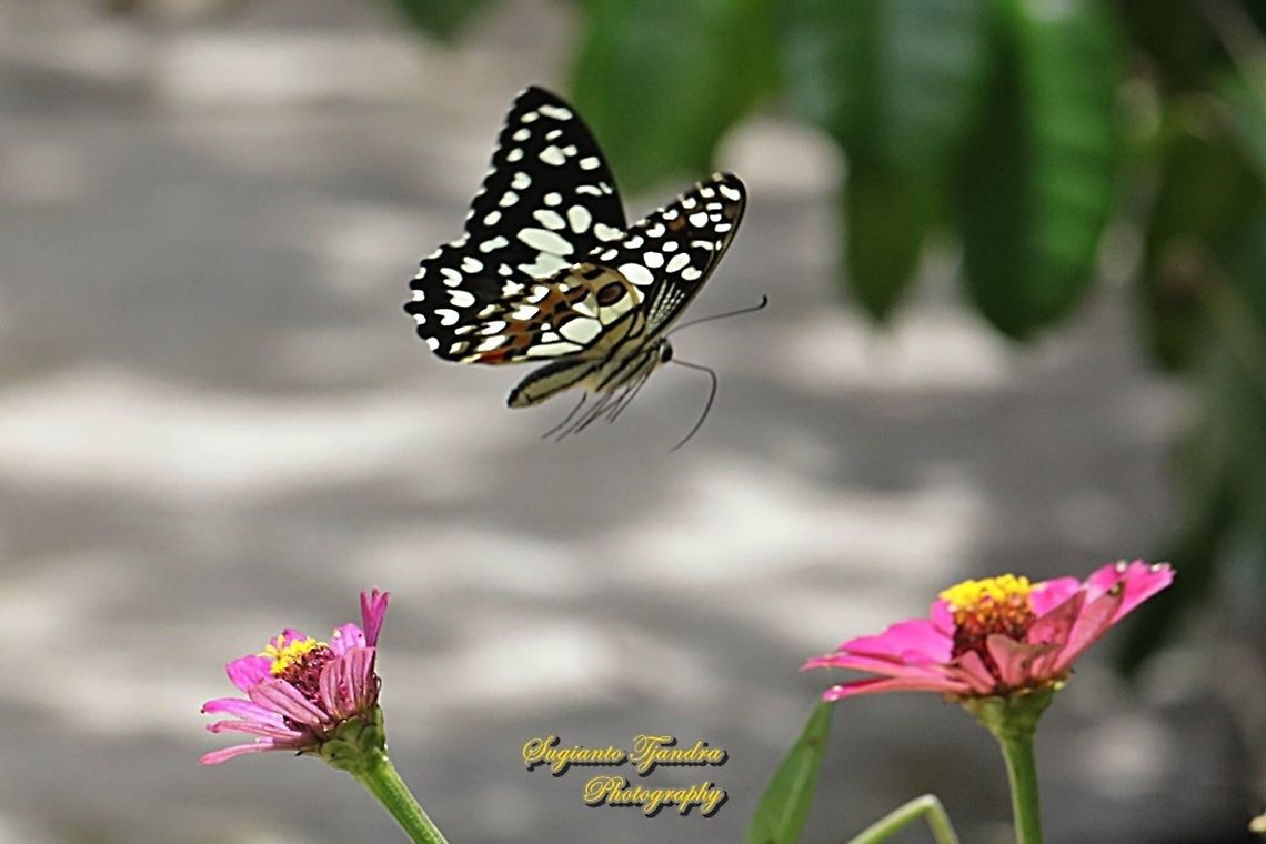 Common Lime butterfly (Papilio demoleus) "flying over the Zinnia flower"  Geotagged,Indonesia,Lime Swallowtail,Papilio demoleus,Spring