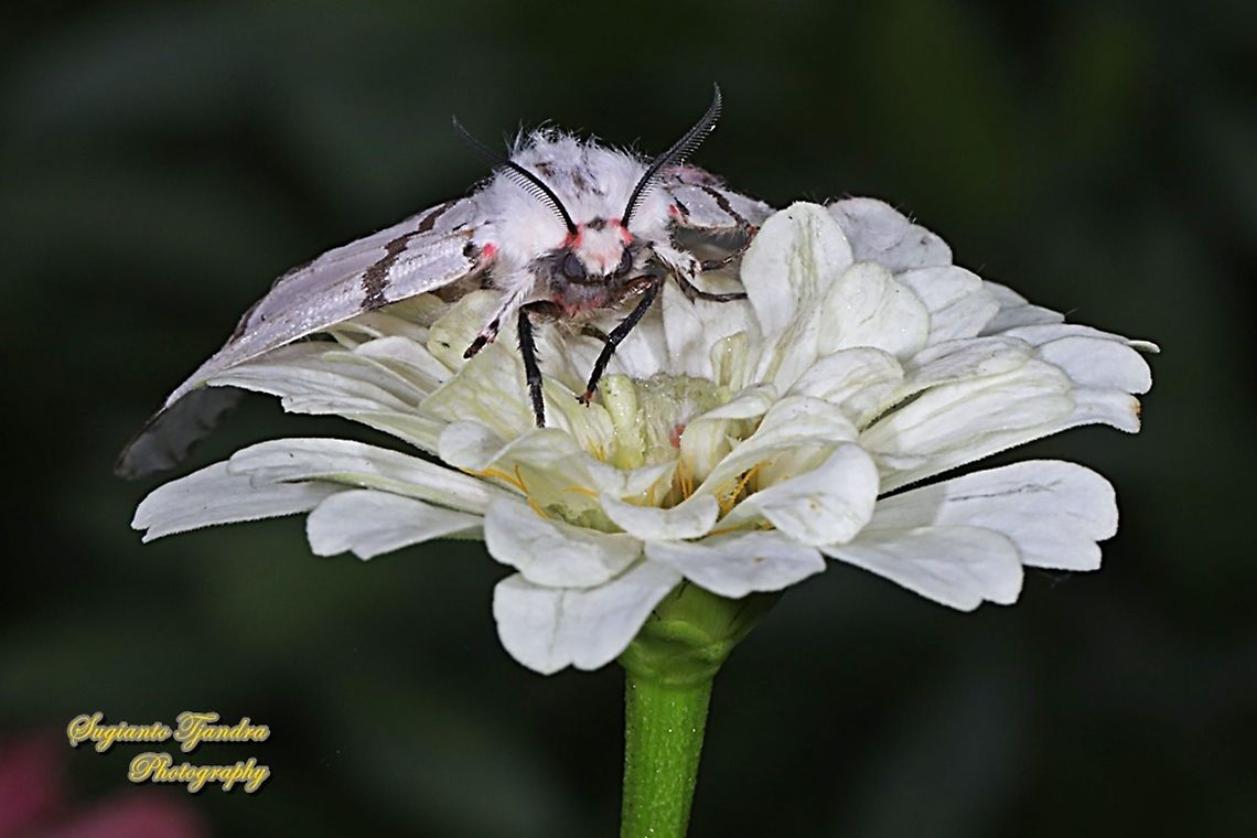 Tussock moth "standing on the Zinnia flower"  Geotagged,Indonesia,Spring