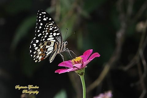 Common Lime butterfly (Papilio demoleus) "sucking nectar on the Zinnia flower"  Geotagged,Indonesia,Lime Swallowtail,Papilio demoleus,Spring