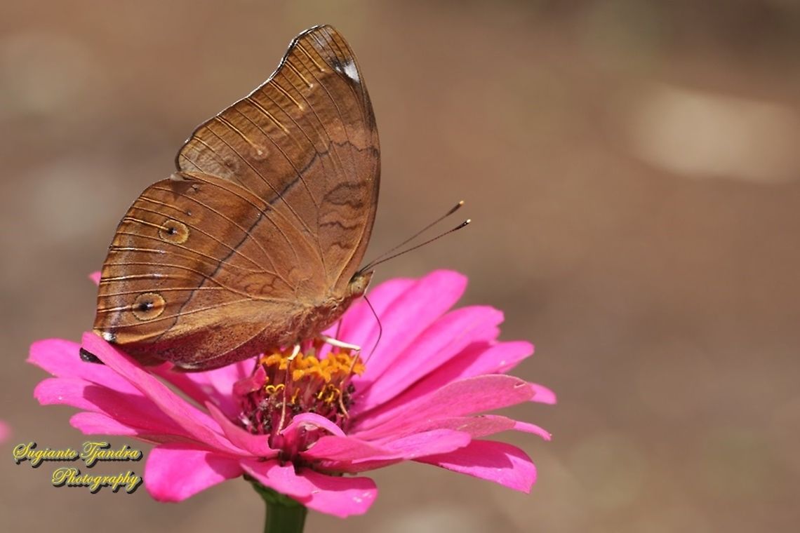 Autumn leaf butterfly, Doleschallia bisaltide - "sucking nectar on the Zinnia flower"  Autumn leaf,Doleschallia bisaltide,Geotagged,Indonesia,Spring