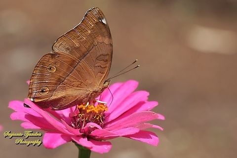 Autumn leaf butterfly, Doleschallia bisaltide - "sucking nectar on the Zinnia flower"  Autumn leaf,Doleschallia bisaltide,Geotagged,Indonesia,Spring