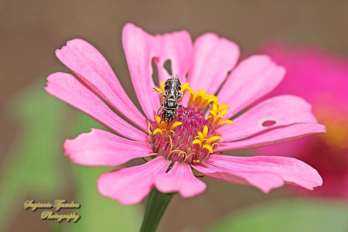 Halictidae Bee sucking nectar on the Zinnia flower  Geotagged,Indonesia,Spring