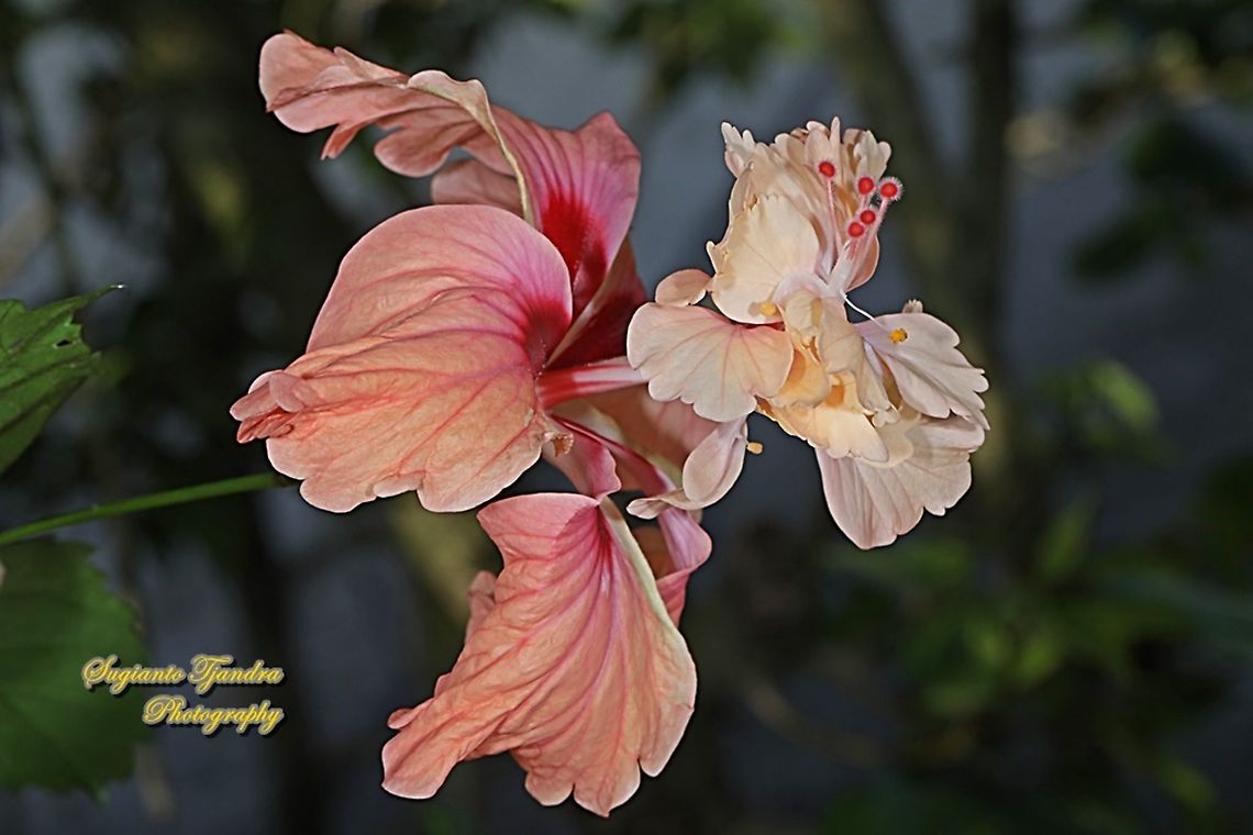 Hibiscus flower/Kembang Sepatu, Hibiscus rosa-sinensis  Chinese hibiscus,Geotagged,Hibiscus rosa-sinensis,Indonesia,Spring
