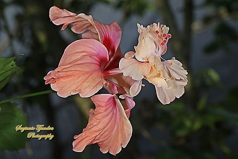 Hibiscus flower/Kembang Sepatu, Hibiscus rosa-sinensis  Chinese hibiscus,Geotagged,Hibiscus rosa-sinensis,Indonesia,Spring