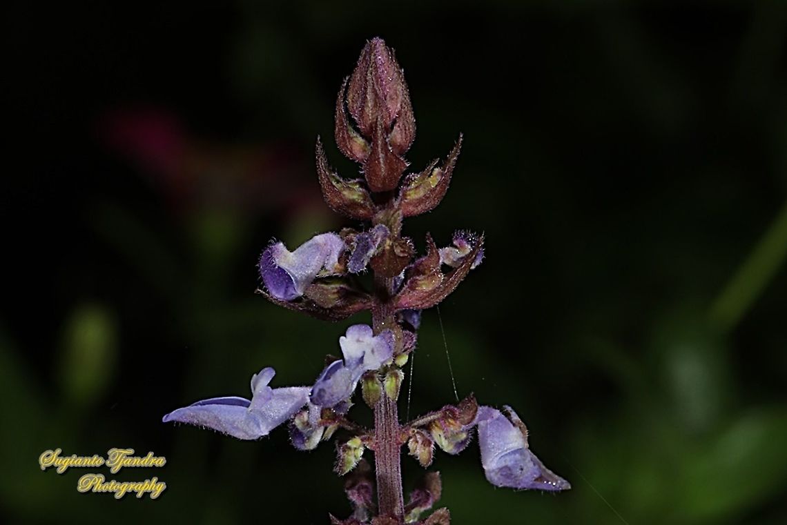 Coleus flower, Coleus scutellarioides  Coleus,Coleus scutellarioides,Geotagged,Indonesia,Spring