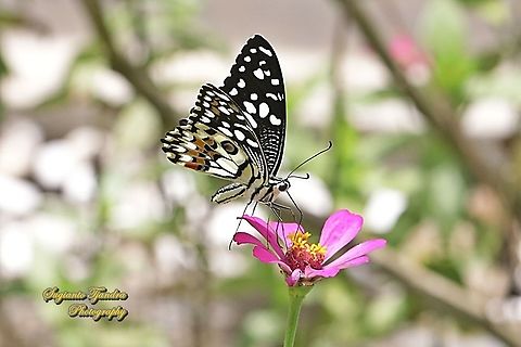 Common Lime butterfly (Papilio demoleus) "sucking nectar on the Zinnia flower"  Geotagged,Indonesia,Lime Swallowtail,Papilio demoleus,Spring