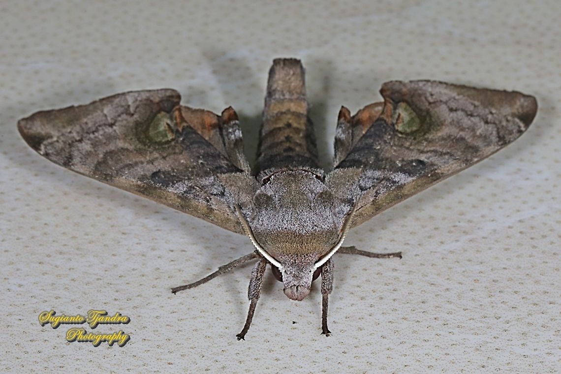 Hawk Moths, Sphingidae  Geotagged,Indonesia,Spring