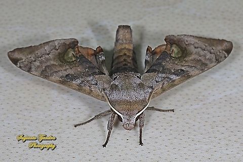 Hawk Moths, Sphingidae  Geotagged,Indonesia,Spring