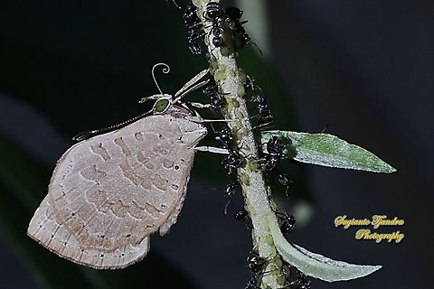Miletus gopara gopara, family Lycaenidae  Geotagged,Indonesia,Miletus gopara,Spring