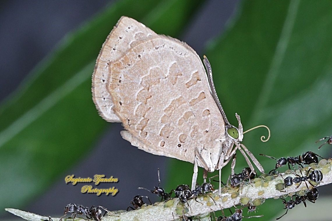 Miletus gopara gopara, family Lycaenidae  Geotagged,Indonesia,Miletus gopara,Spring