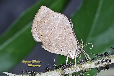 Miletus gopara gopara, family Lycaenidae  Geotagged,Indonesia,Miletus gopara,Spring