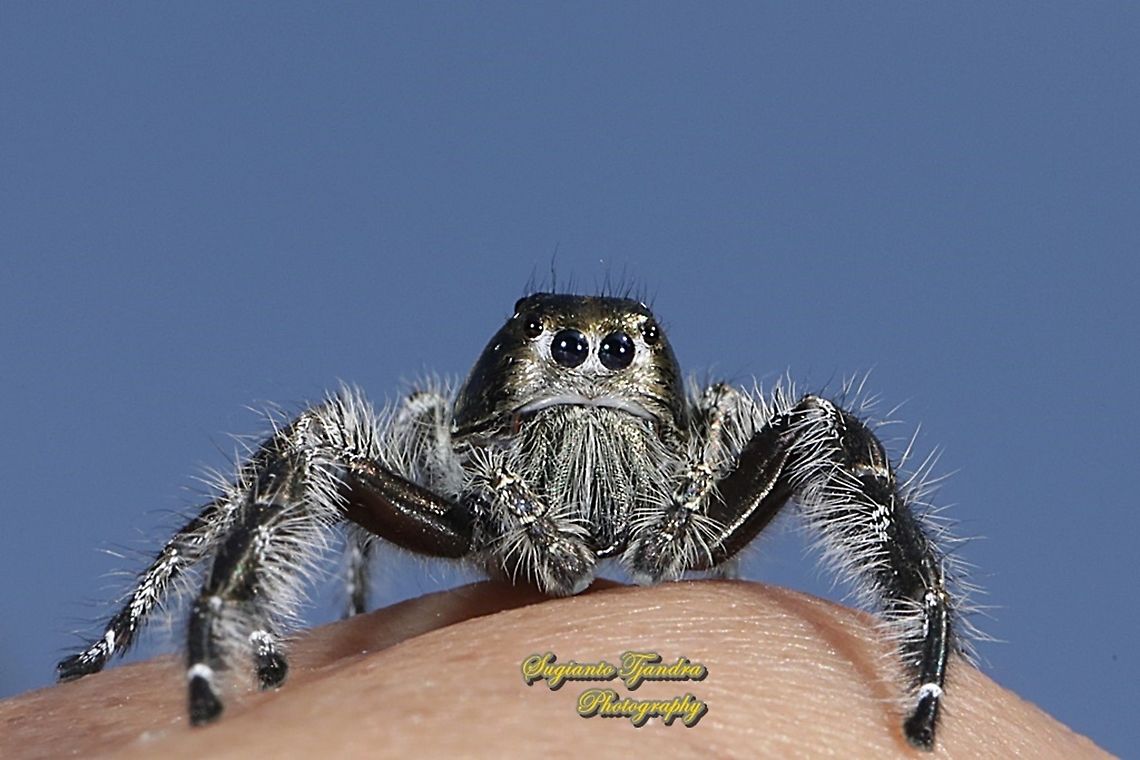 Jumping Spider, Hyllus diardi, Salticidae - Male  Geotagged,Hyllus diardi,Indonesia,Spring